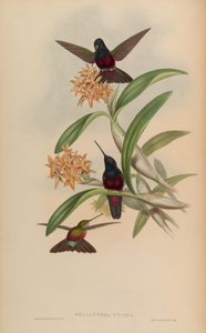 Helianthea typica = Coeligena helianthea alkotó: John Gould